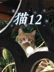 猫12岁相当于人多大年龄